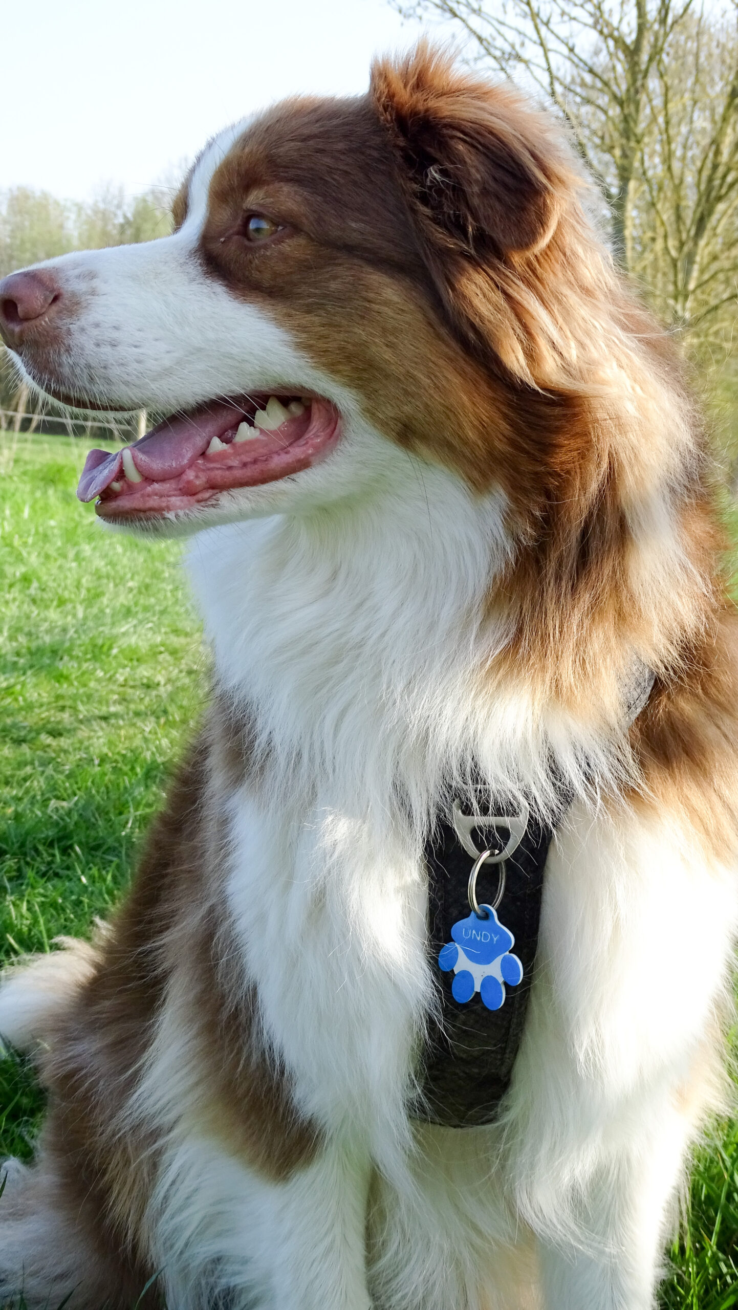 Animal portant une médaille connectée TagAnimal